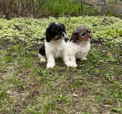 Cavapoo Puppies, View more