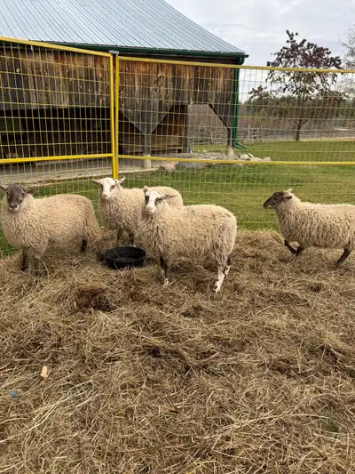 ram lamb for sale , View more