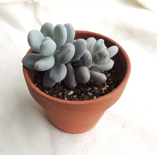 Pachyphytum Bracteosum Silver Bracts Succulent Plant63234629624577121