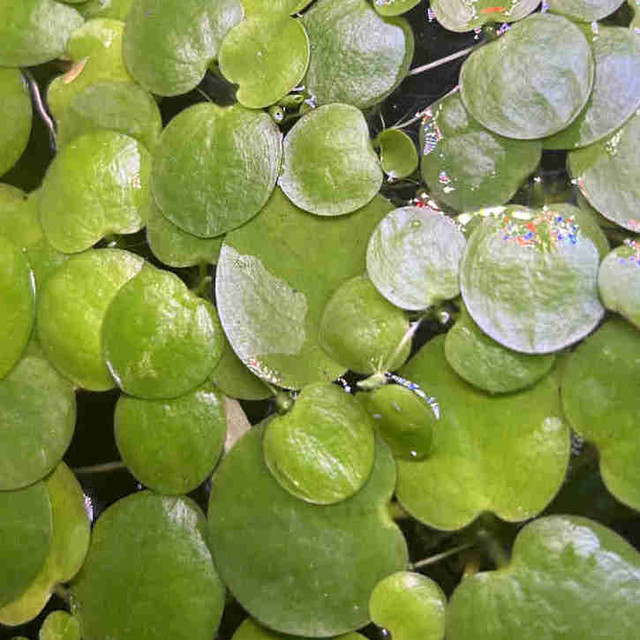 Floating Plants - Amazon Frogbit in Other in Burnaby/New Westminster