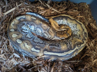 Adult Marble Borneo Short Tail Pythons