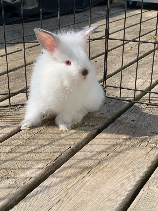 Bunnies for sale in Small Animals for Rehoming in St. Catharines - Image 4