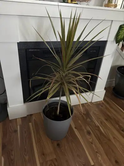 Dracaena plant, View more