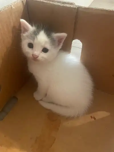 Bébé chaton, View more