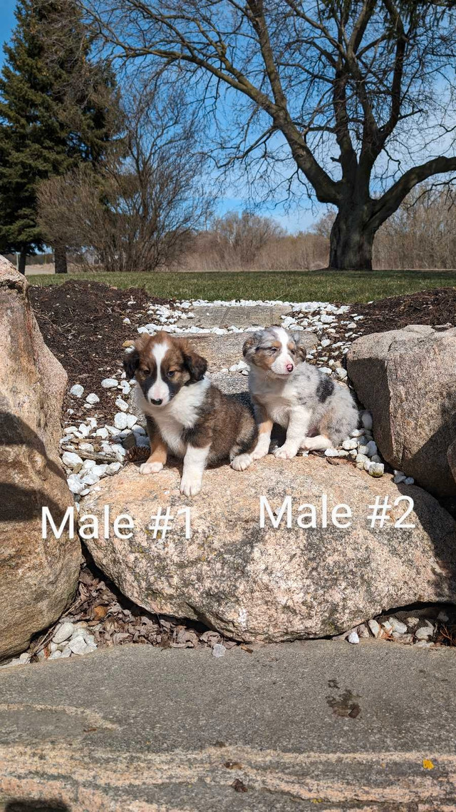 Australian Shepherd Border Collie Cross Puppies for Sale - Ready in Dogs & Puppies for Rehoming in Kitchener / Waterloo