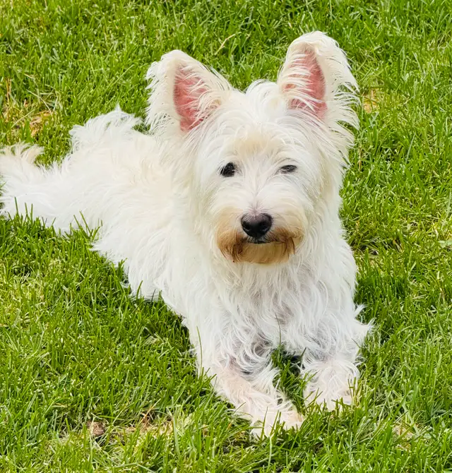 Westie (100 %West Highland terrier) in Dogs & Puppies for Rehoming in Lanaudière - Image 8