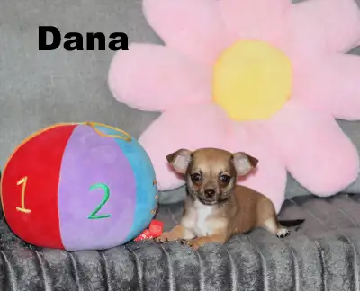 Chihuahua❤Femelle Mini ❤️100% Garantie.Top Qualité ★★★, View more