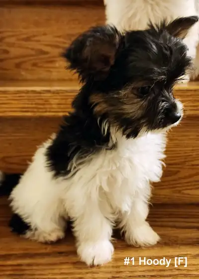 8 Lovable Biewer Terrier Puppies ready to join their new families Puppies were born on Jan-18-2025 -...
