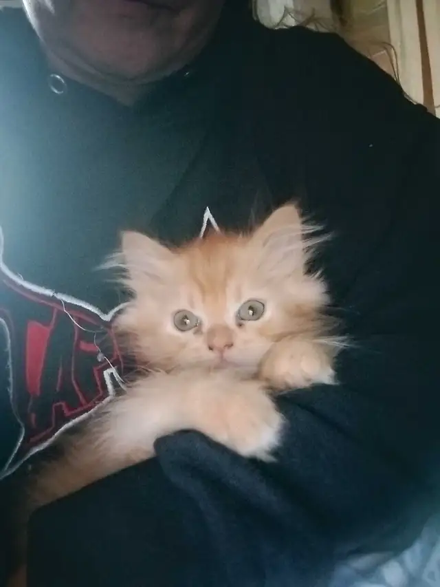 2- Persian Himalayan READY TO GO