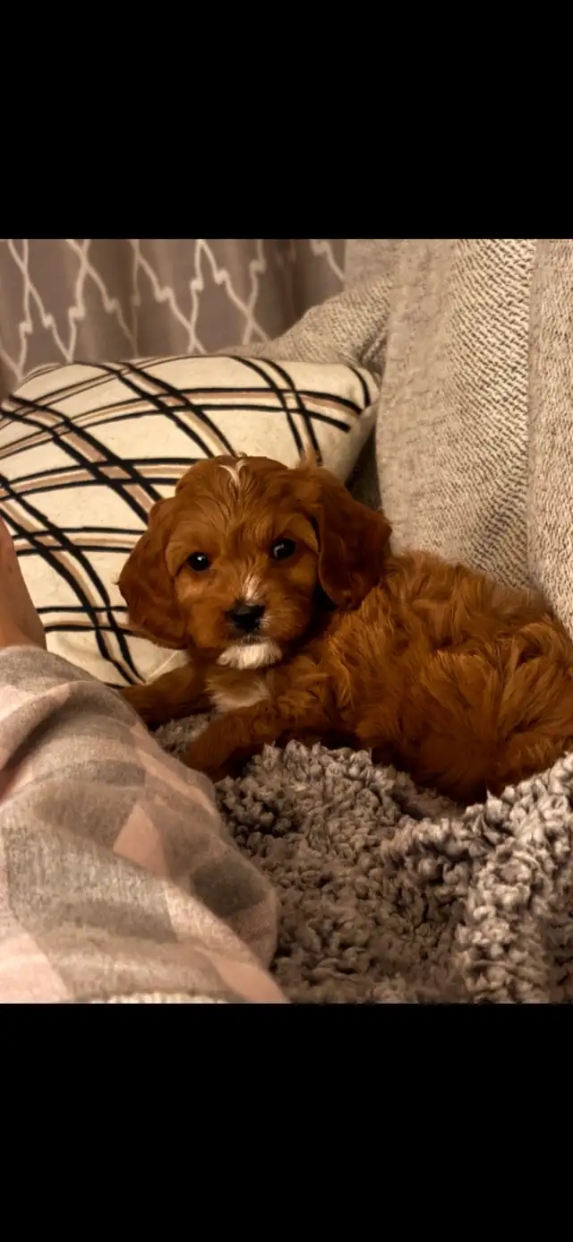 8 week old cavapoo in Dogs & Puppies for Rehoming in Cambridge - Image 3