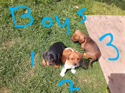 Small breed dogs Puppies ready for new homes. Father is miniature dashound. Mother is dashound and C...