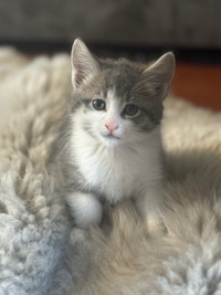 Playful  Female Kitten (Tabby/Siberian Cross)