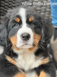1 Beautiful Bernese Mountain Dog Puppy left ❤️ 