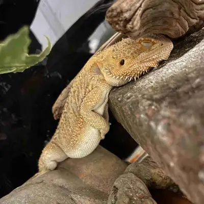 bearded dragon , View more