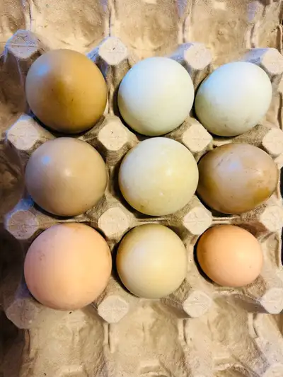 BYM Chicken Hatching Eggs , View more