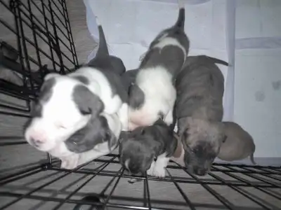 Xxl breed type dogs. Large heads, short fur and big hearts! Lots of love to give and receive! Messag...