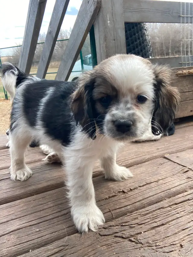 Cocker Spaniel puppies in Dogs & Puppies for Rehoming in Edmonton - Image 5