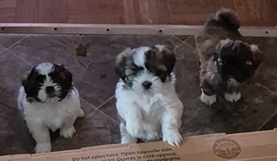 Beautiful litter of 2 male and 1 female Shih Tzu puppies, View more
