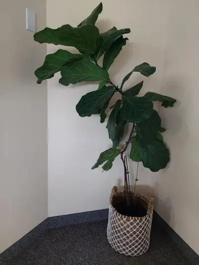 Real 5' Fiddle Leaf Fig Plant!, View more