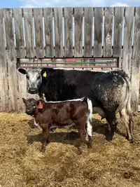 Registered Speckle Park Cow Calf