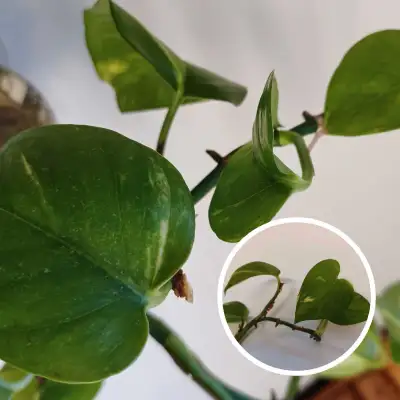 How to take care of an GOLDON POTHOS ➡️ Place it in bright, indirect light. ➡️ Allow the top 2 inche...
