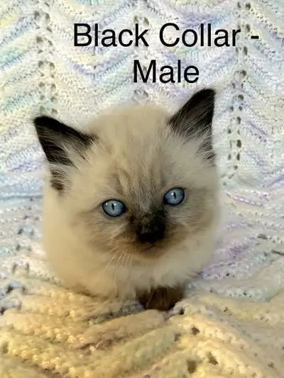Ragdoll Kittens, View more