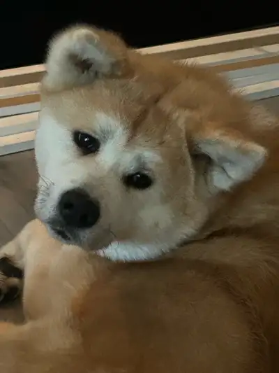 2 yr old Japanese Akita, View more