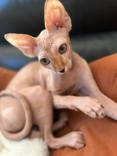 Chaton mâle 6 mois pas stérilisé ce nomme Albert il est Adorable super gentil affectueux et joueur…....