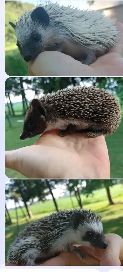 Sale!♥Specialty Baby GIRL hedgehogs, View more