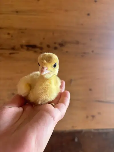 Caistor centre Unsexed About a week old 14 available