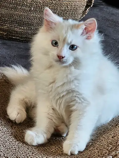 Purebred ragdoll parents are registered, View more