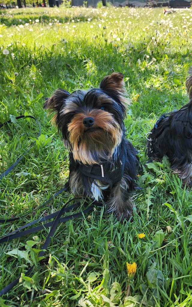 Purebred Yorkshire Terrier, Yorkie Baby Face dans Chiens et chiots à adopter  à Ville de Montréal - Image 3