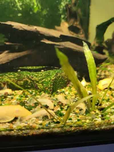 Ancistrus albinos 1 - 1 1/2  pouces, View more