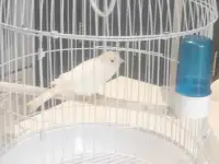 Jeun mâle Canaries avec cage 