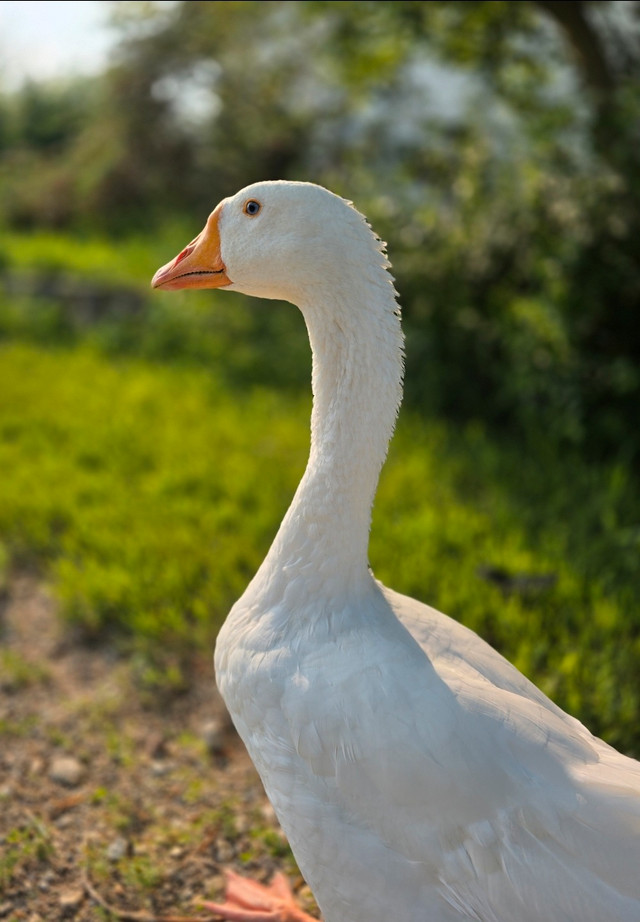 Geese Pair - Young Embden Mixed Goose and Gander - in Livestock in Saskatoon