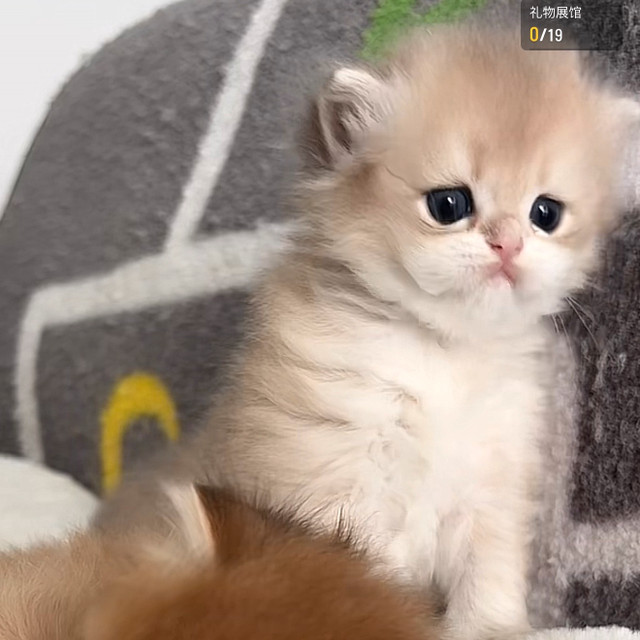 Pure breed cute kittens in Cats & Kittens for Rehoming in Richmond