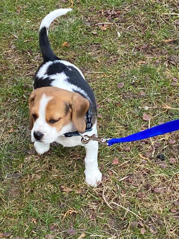 Purebred BEAGLE PUPPIES Pocket or Standard size!! Dogs & Puppies