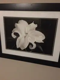 Floral print framed