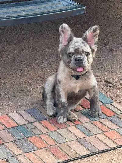 Frenchie Puppies For Sale, View more