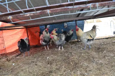 Goat/Lamb/Rooster for Sale, View more