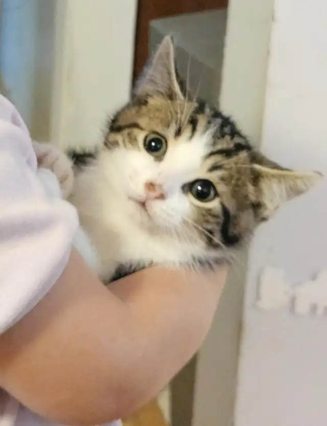 kitten   chaton  ready in Dogs & Puppies for Rehoming in Ottawa - Image 3