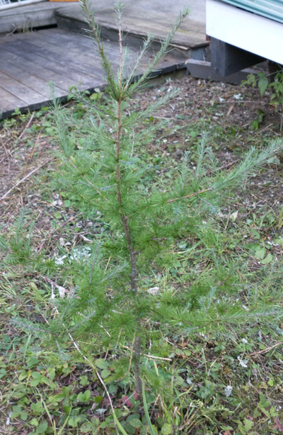 Several Larch trees available for sale in varied sizes Larch (Larix spp.), most likely Tamarack vari...