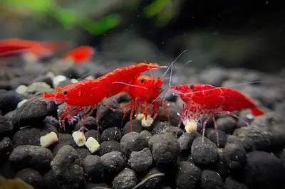 Looking for unwanted red Neo shrimp , View more