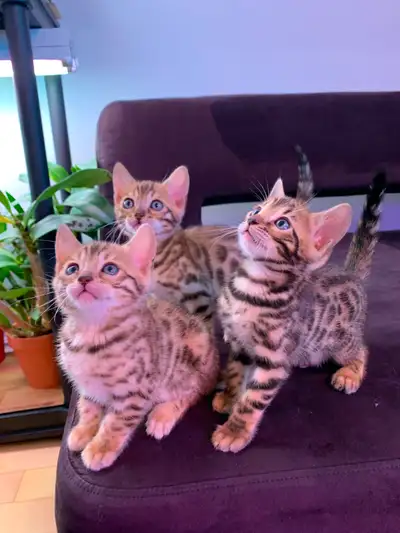 I have 3 beautiful hypoallergenic purebred Bengal kittens 2 months old. Two males and one female. Th...