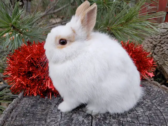 EXTRAORDINARY Netherland dwarf, mini rex, lionhead, Holland lops in Small Animals for Rehoming in Ottawa - Image 7