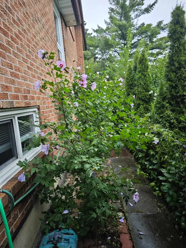 Two-level suite, Ground level living room, 2 basement bedrooms in Long Term Rentals in Mississauga / Peel Region - Image 21