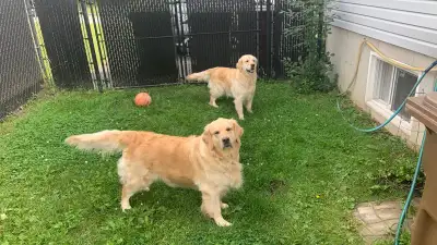 Golden Retriever, View more