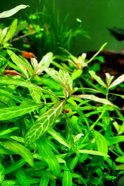 Hygrophila Polysperma rosanervig , View more