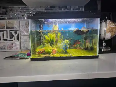 Hello, I have a 10 gallons Fish tank for sale. Tank, fishes, decor, and fliter included. Thanks