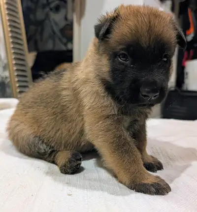 Chiots Malinois / Berger Allemand – 5 mâles disponibles, View more